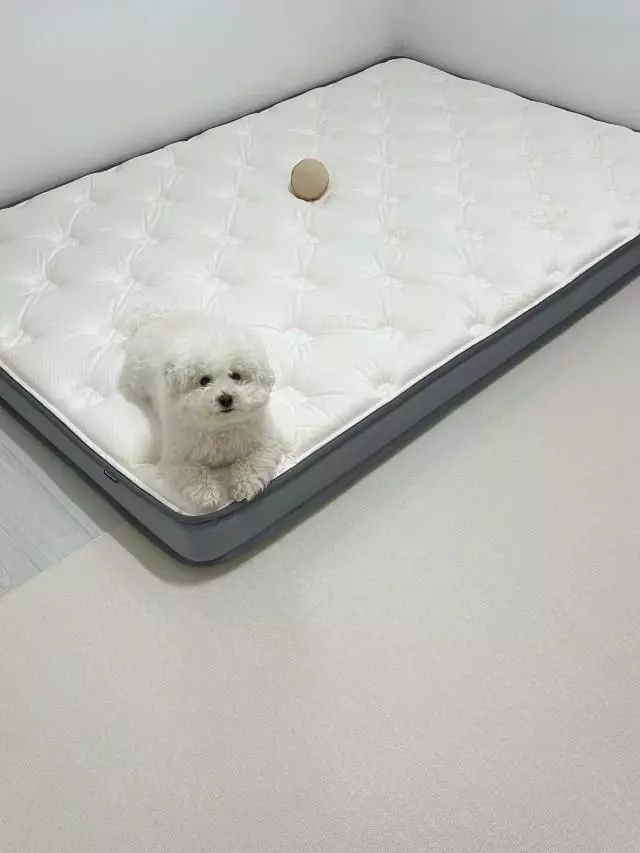 저희집 강아지가 너무 좋아해요

강아지 허리디스크 때문