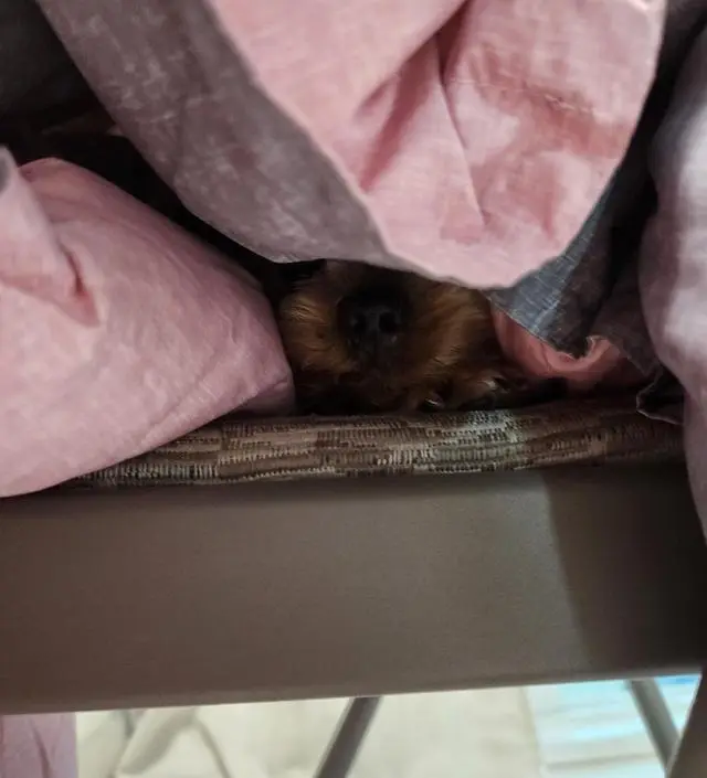 강아지가 추워해서 유모차에서 쓸 수 있는걸 찾았어요. 집에서도 외출할때도 강아지 최