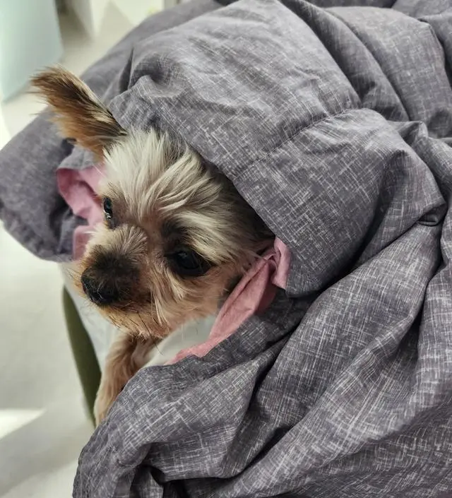 강아지가 추워해서 유모차에서 쓸 수 있는걸 찾았어요. 집에서도 외출할때도 강아지 최